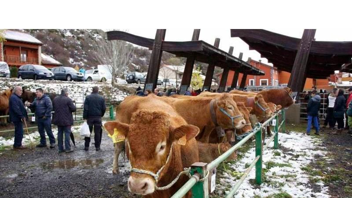 La presencia de más de un centenar de reses puso de manifiesto la calidad de la cabaña ganadera de la montaña de Riaño. CAMPOS