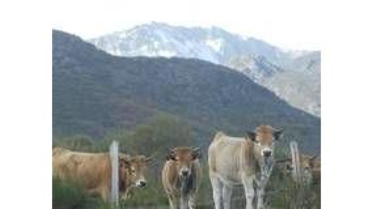 Muchas reses asturianas pastan en puertos leoneses