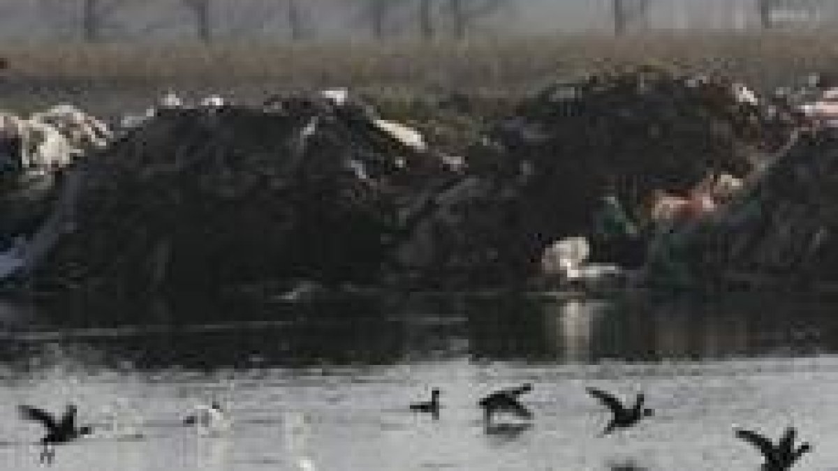 Bandadas de patos salvajes en las lagunas y charcas que bordean el provisional vertedero