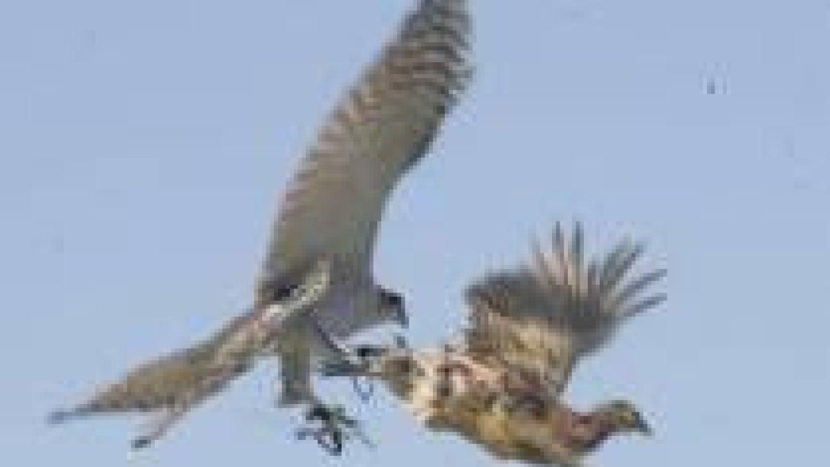 Un azor está a punto de alcanzar a su presa, un faisán, durante una de las pruebas de bajo vuelo