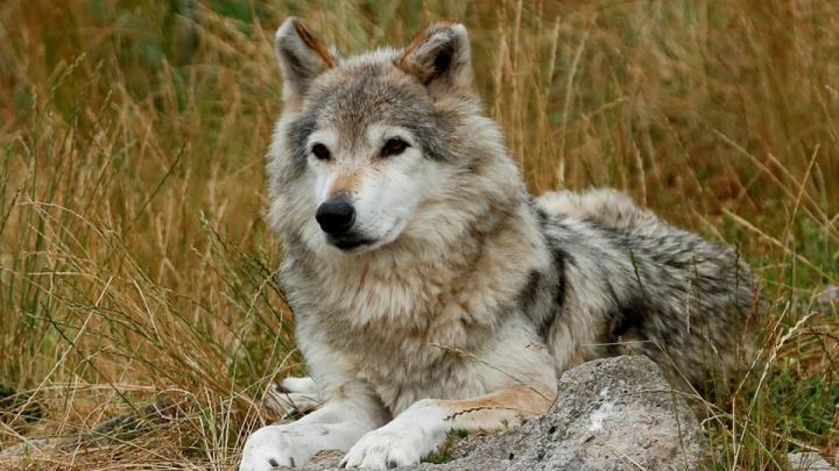 LOBO