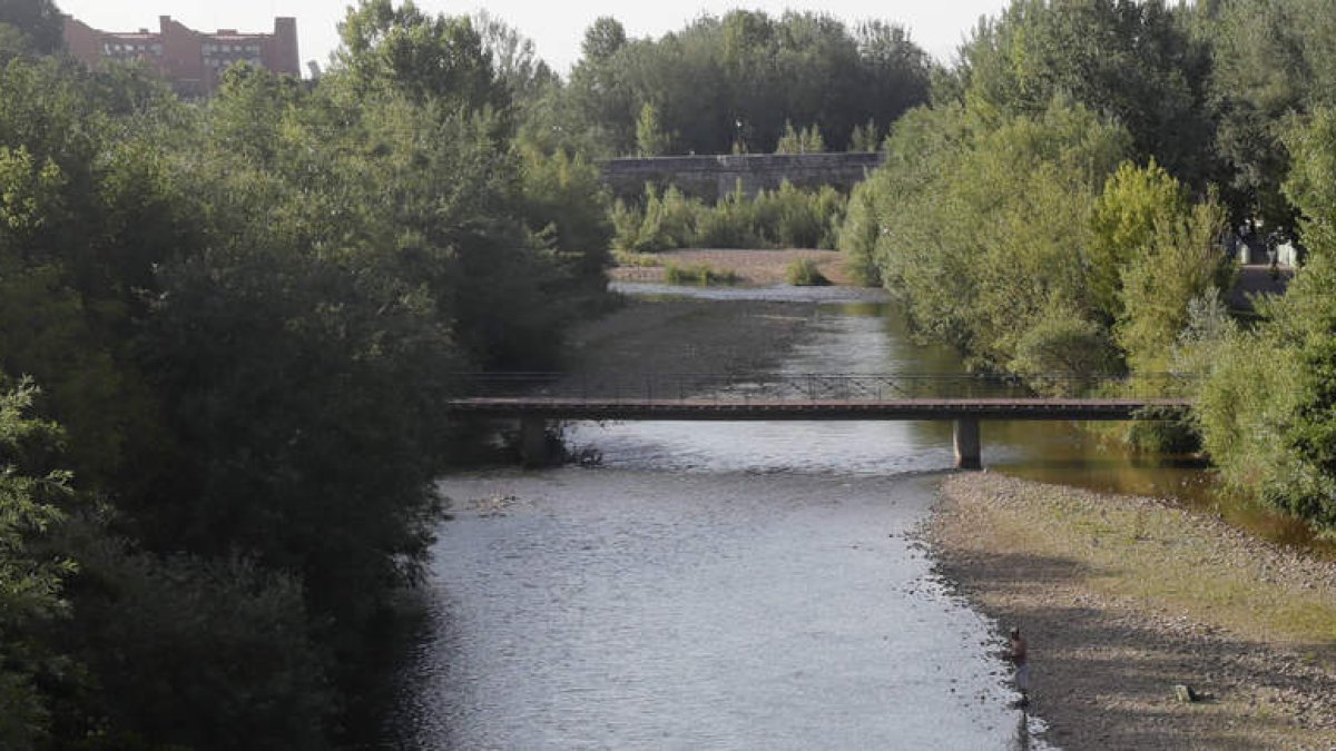Tramo fluvial del Bernesga en León, en una imagen tomada desde la pasarela que cruza la ribera a la altura de la Condesa. RAMIRO
