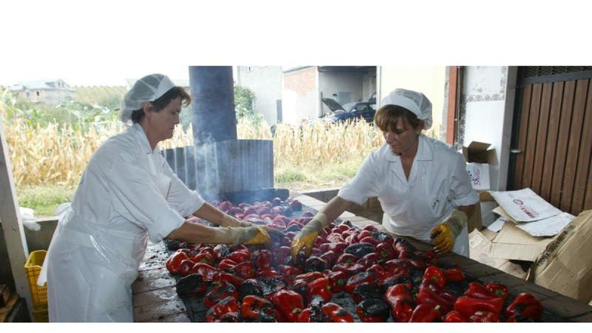 La producción de pimiento que se destinará al envasado con IGP Bierzo se traducirá en cerca de 250.000 tarros.