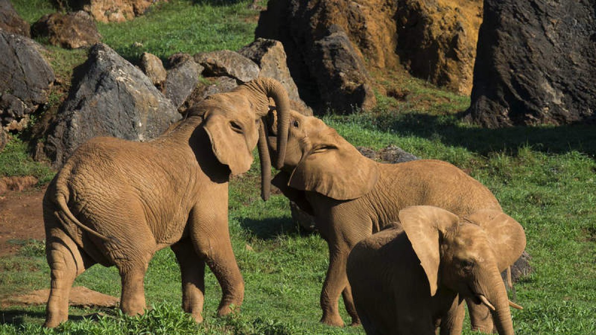 Varios elefantes africanos en el Parque de la Naturaleza de Cabárceno. PEDRO PUENTE HOYOS