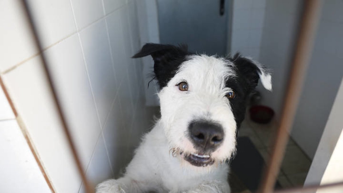 Uno de los perros acogidos en la Asociación Protectora de Animales de León que busca familia. FERNANDO AOTERO PERANDONES
