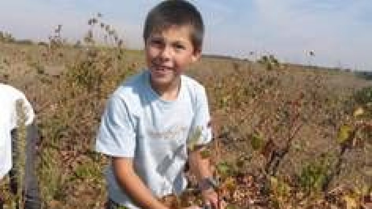 Uno de los momentos de la última vendimia en los campos del municipio de Gordoncillo