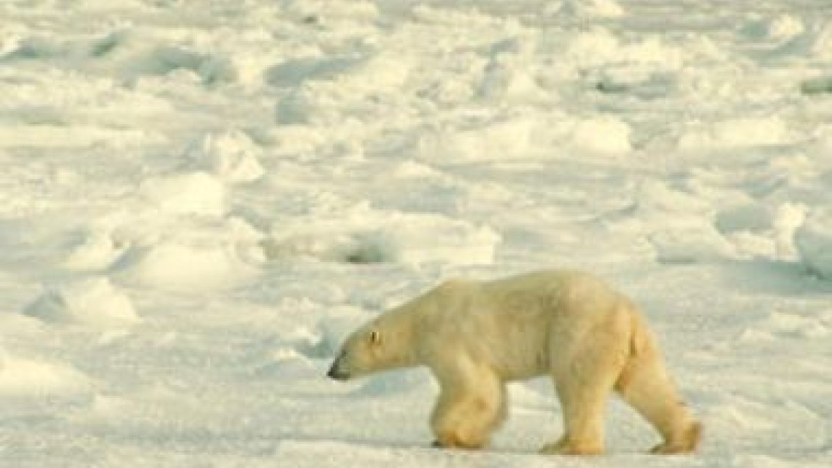 Imagen de un oso polar en el Ártico, donde las especies animales están amenazadas.