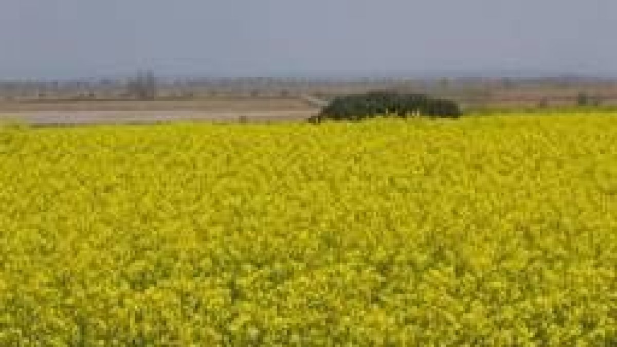 Cultivo de colza en plena floración, en Los Oteros, con la vega del Esla de fondo