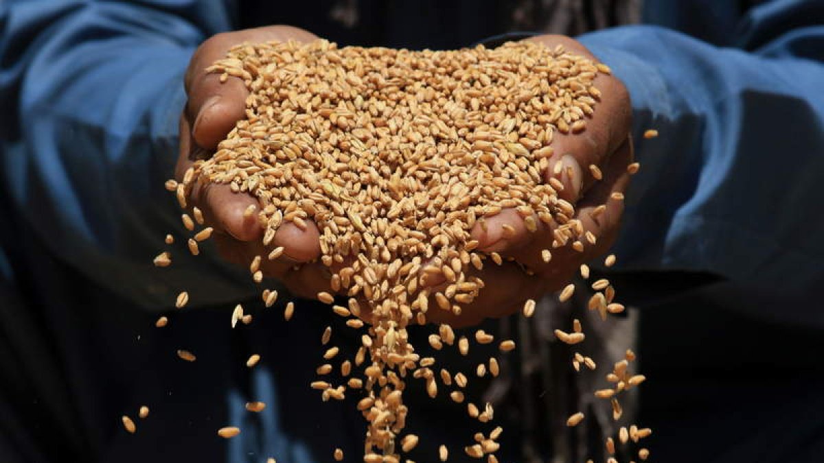 Un agricultor empuña el grano. efe