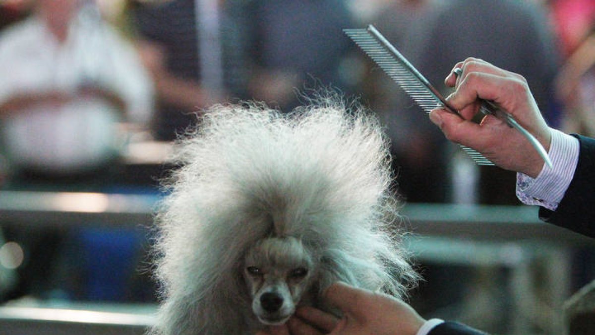 Una edición anterior de la exposición internacional canina. SECUNDINO PÉREZ