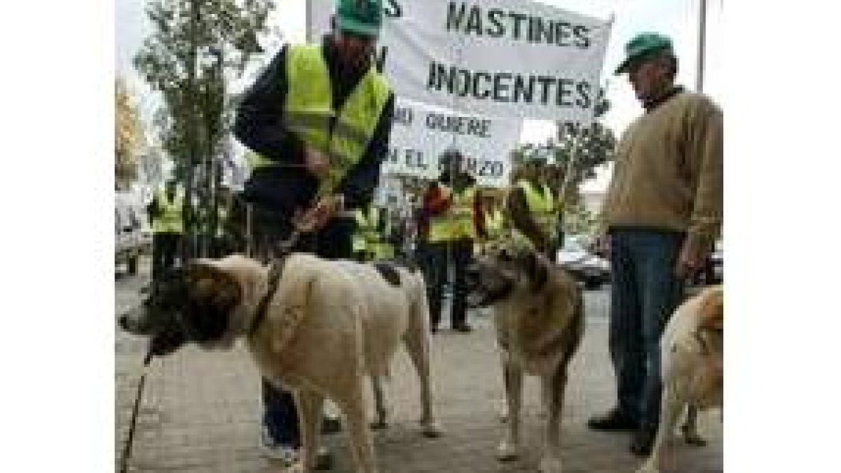 En la imagen de archivo aparece el pastor denunciado con sus mastines