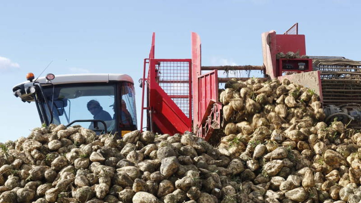 Una cosechadora descarga la raíz antes de su traslado a la fábrica de La Bañeza. MARCIANO PÉREZ