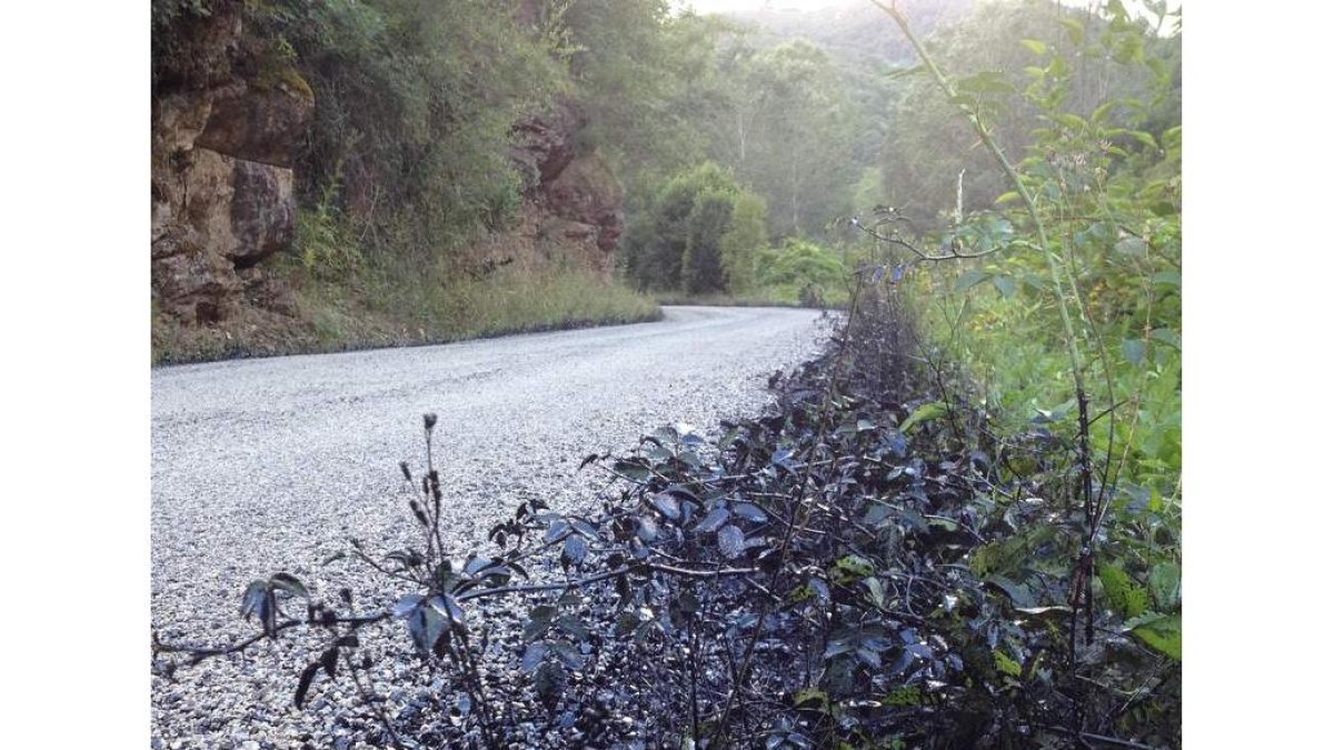 Paso de la Reserva de la Biosfera en Tejeira.