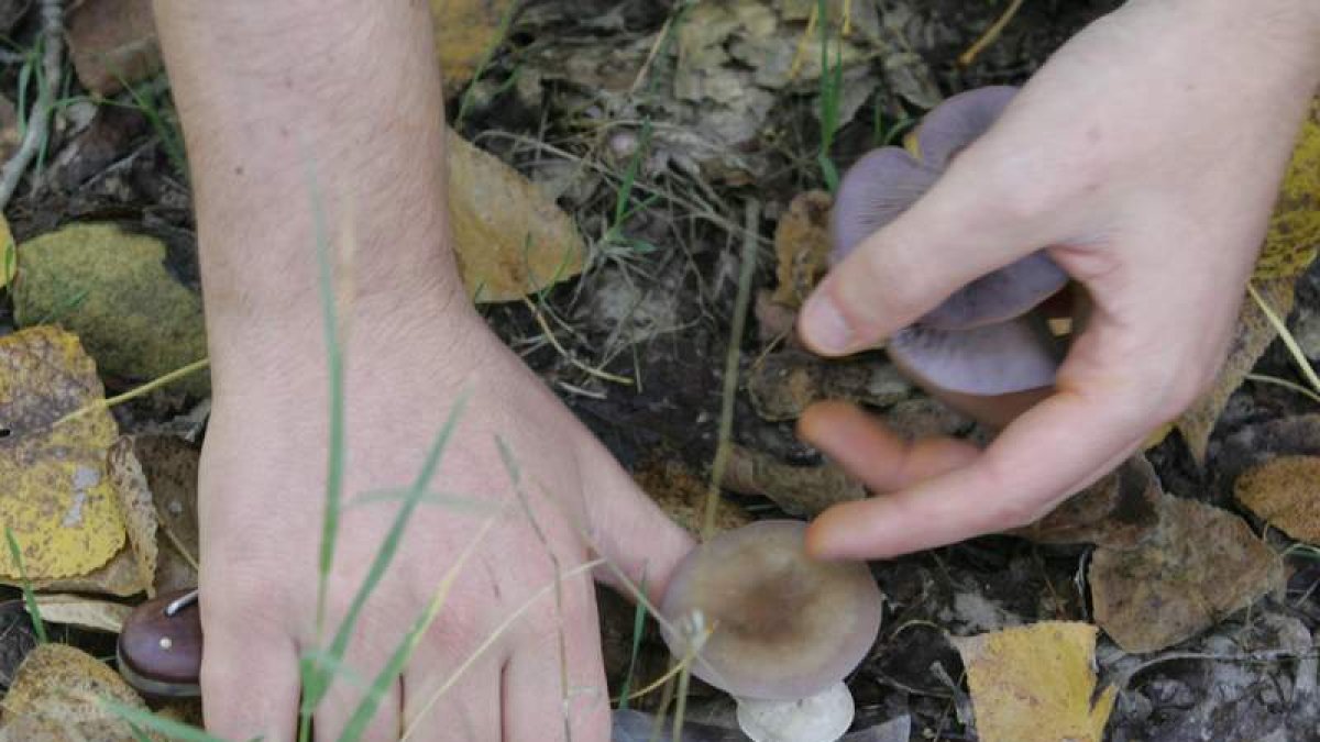 Desde la asociación micológica se urge la regulación del sector con una Ley de Hongos.