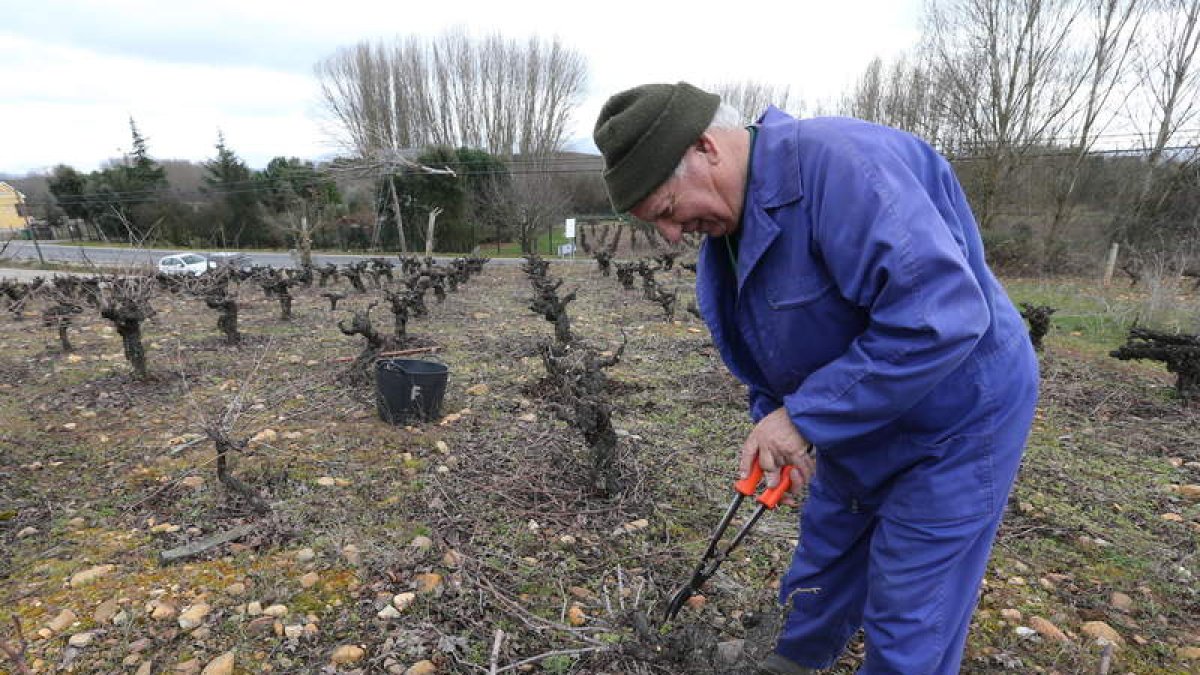 Un viticultor berciano realizando trabajos de poda en la viña