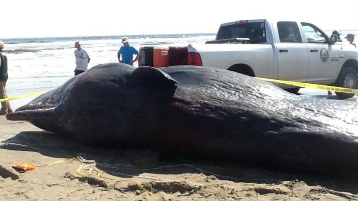 Un cachalote muerto, en una playa de Luisiana (EEUU), el 26 de agosto.
