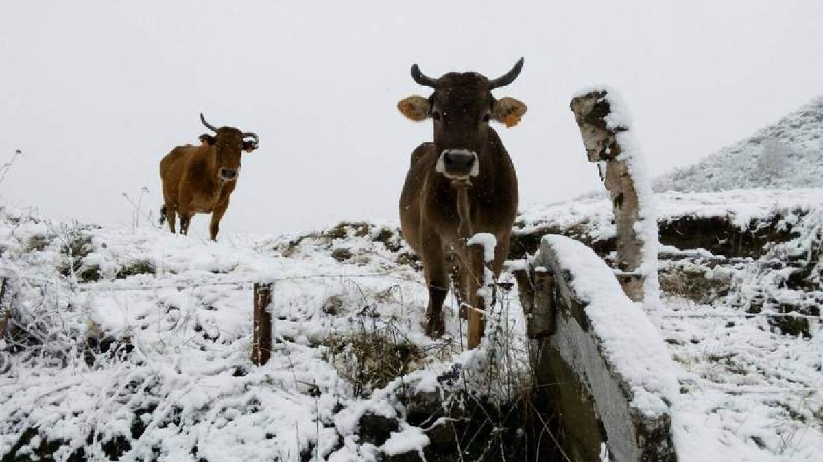 El fotógrafo despierta la curiosidad de dos vacas en Caboalles de Arriba. A la derecha, dos estampas de ayer de San Isidro. ARAUJO / ESCUELA ESPAÑOLA DE ESQUÍ