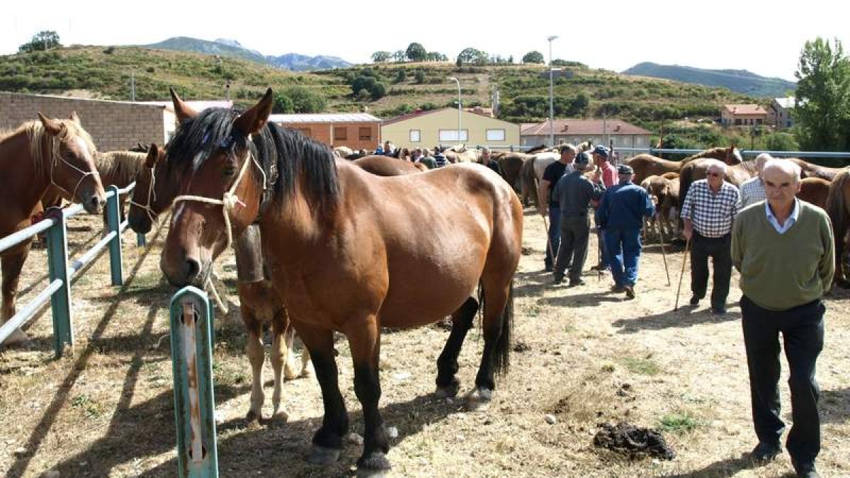 Las reses de equino fueron las más numerosas en la feria de Puebla de Lillo.