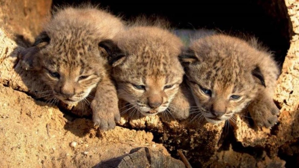 Brecina, Brezo y Brisa, los tres primeros linces nacidos en el programa de cria en cautividad en el 2005.