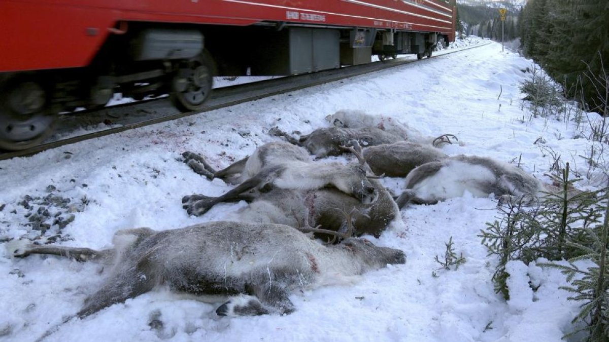 Ciervos muertos después de ser atropellados por un tren de carga cerca de Mosjoen, en el norte de Noruega.
