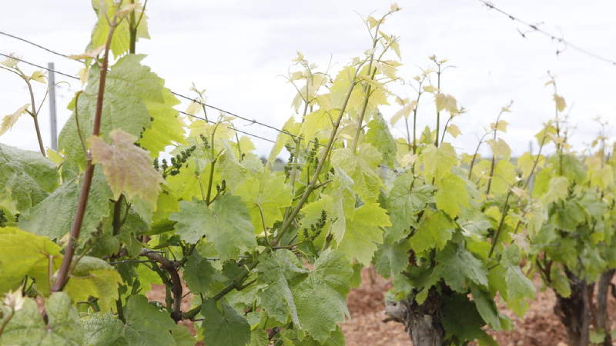 Viñedos. marciano pérez