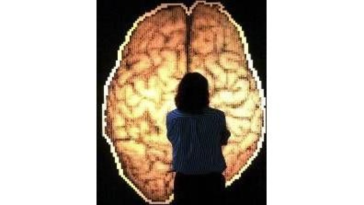 Un mapa del cerebro instalado en el Museo de las Ciencias Príncipe Felipe