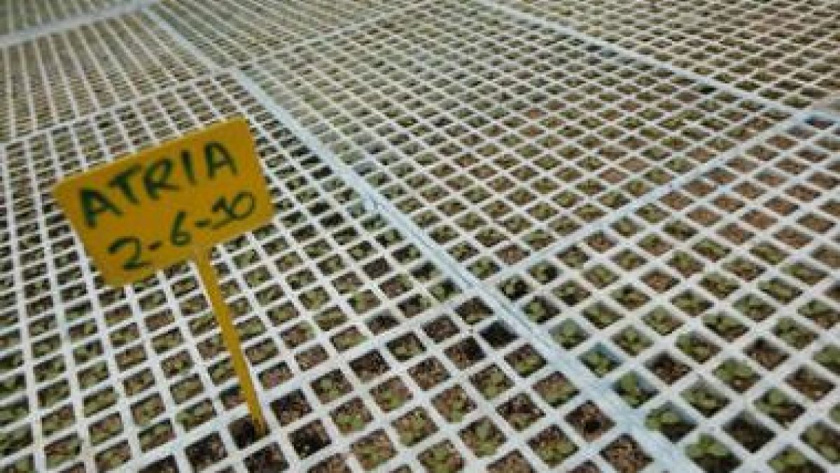 Un vivero de hortalizas en fase inicial de crecimiento.