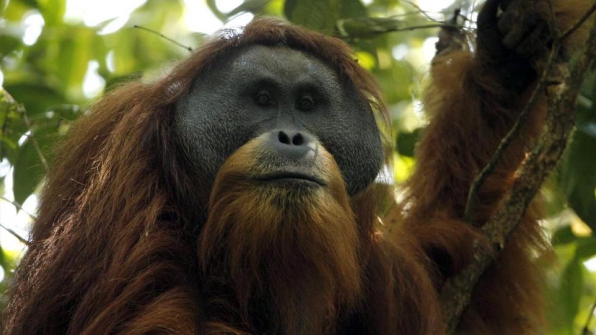 Un ejemplar macho de orangután de Tapanuli o Pongo tapanuliensis en las selvas de Batang Toru, en la isla indonesia de Sumatra.