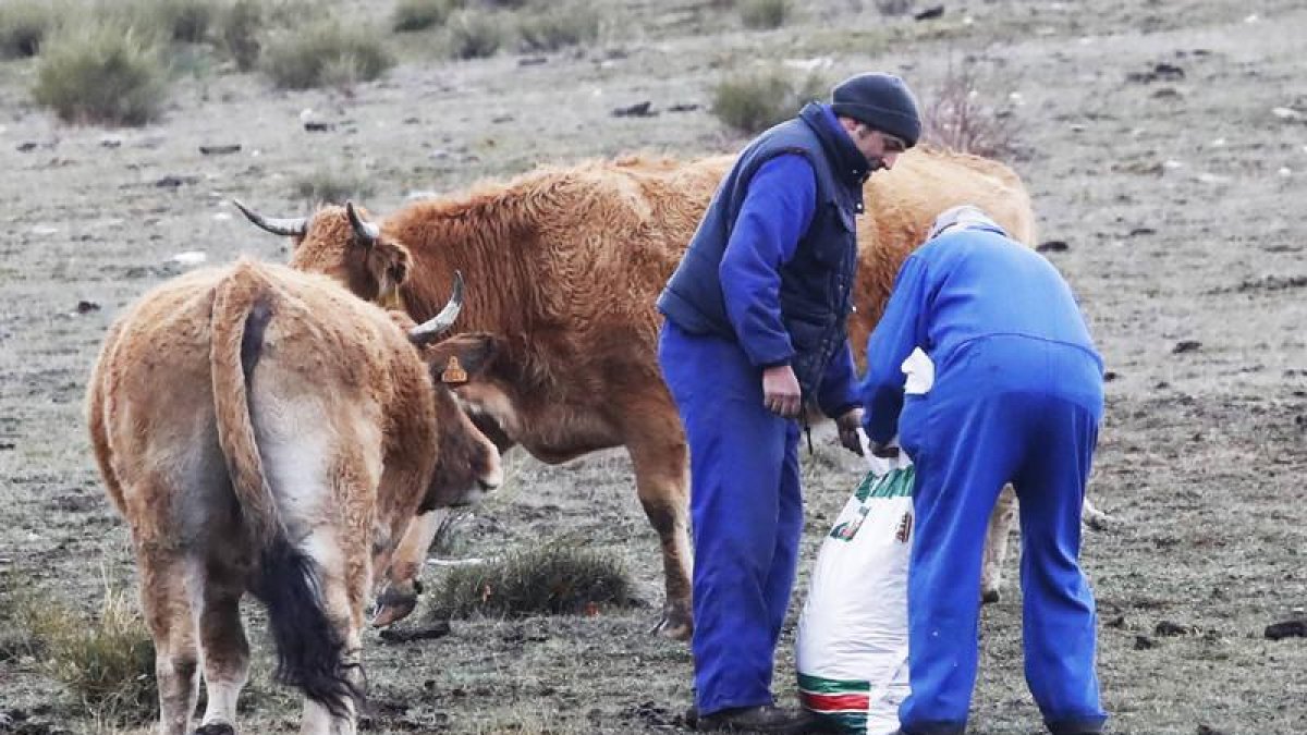 Ganaderos trabajando en una explotación en la provincia.