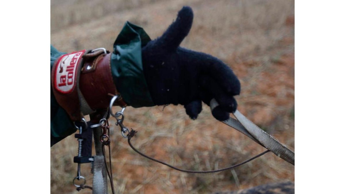 Detalle del enganche de los galgos.