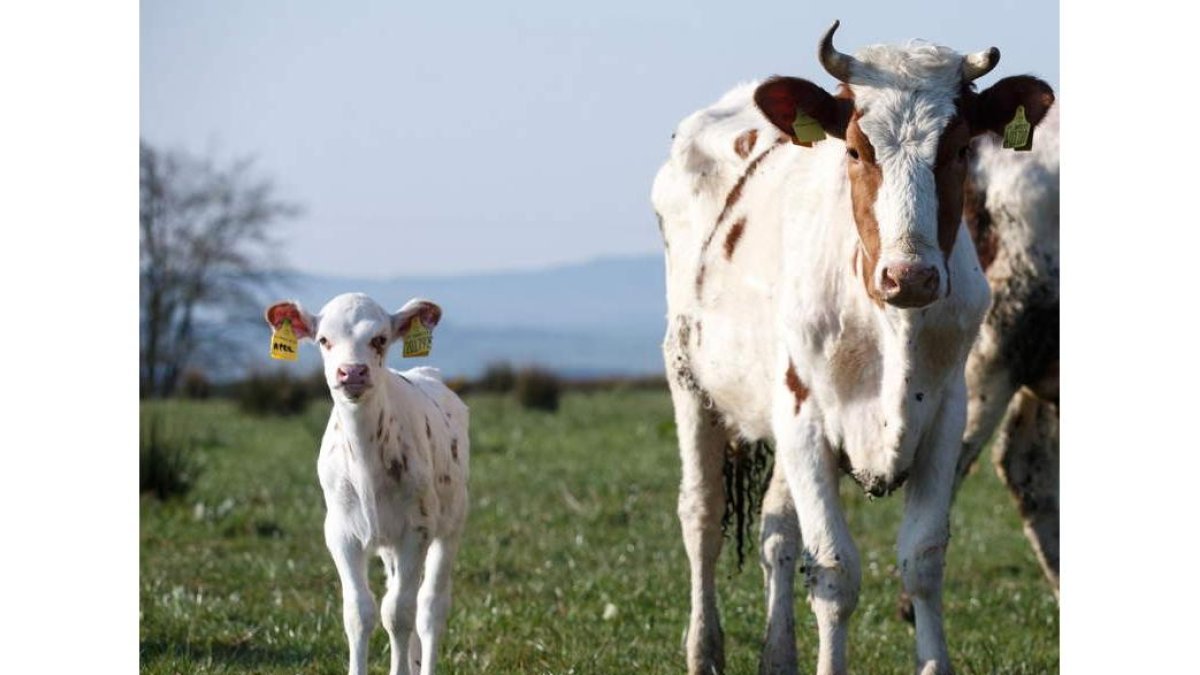Un ternero y una vaca. efe
