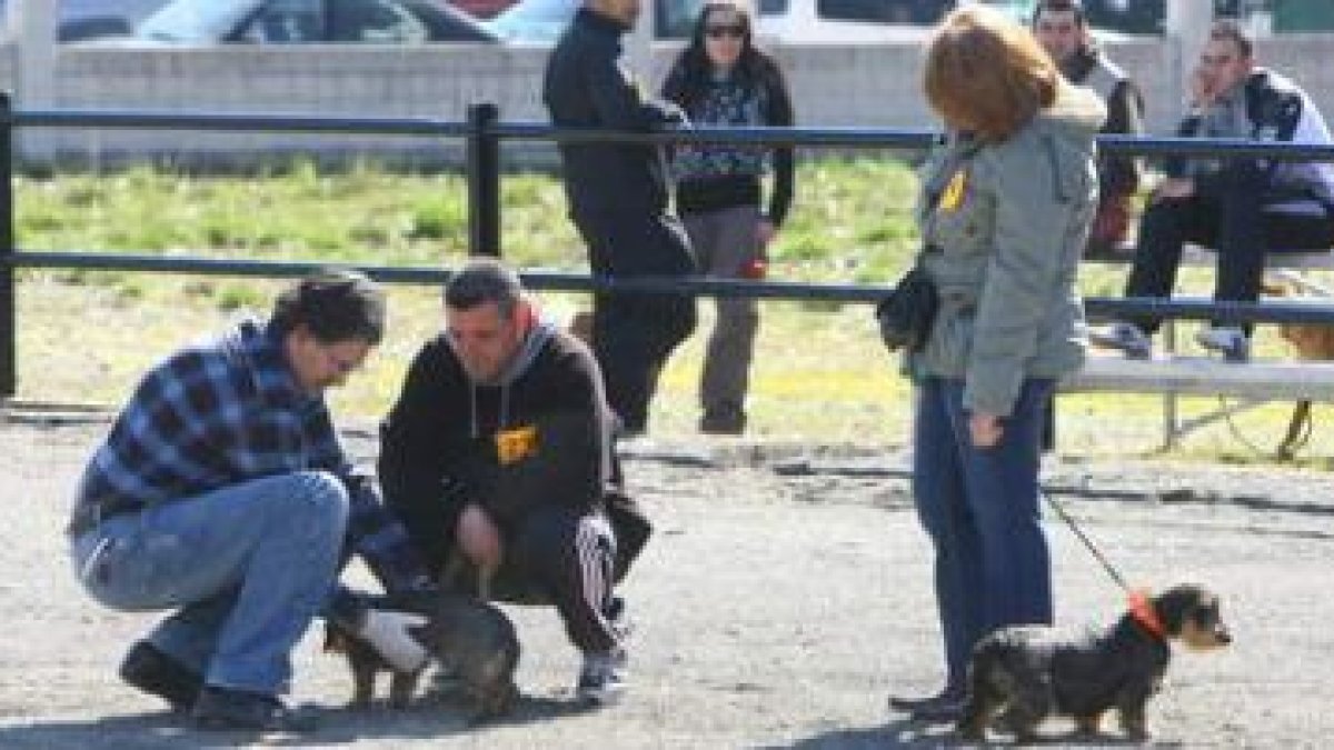 Un miembro del jurado comprueba las características de uno de los perros competidores.