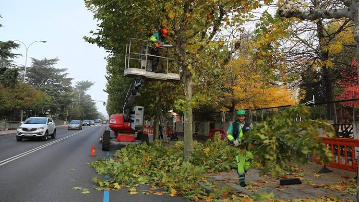 Los trabajadores de jardines avanzaban ayer con la poda en el Paseo de la Facultad.