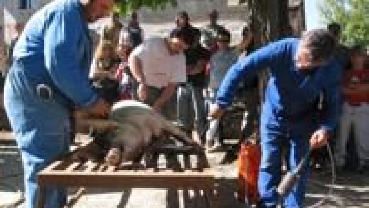 La matanza del cerdo fue el acto central del programa de la feria tradicional ayer en Cármenes
