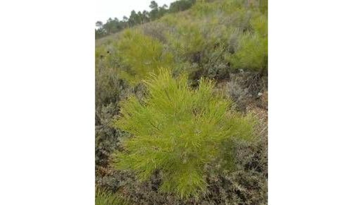 Los pinares devastados hace seis años ya se regeneran