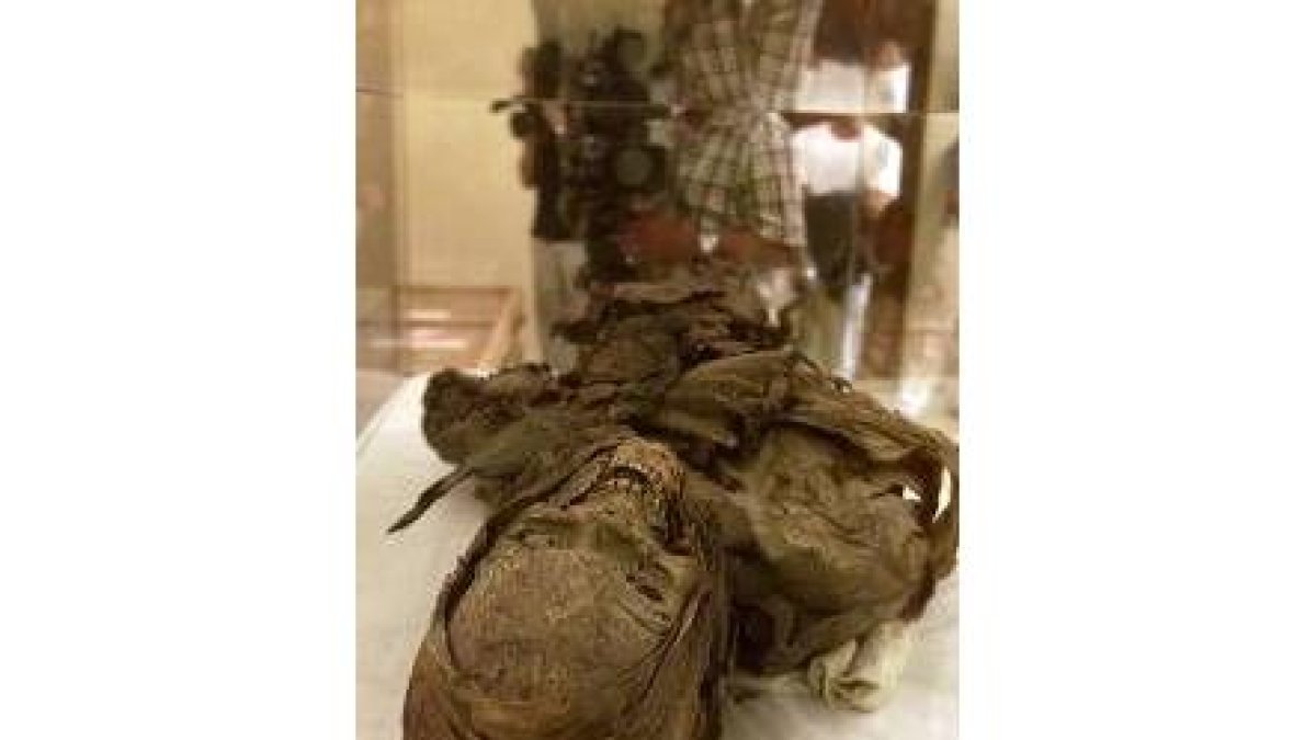 Una de las momias guanches devueltas por Argentina tras 104 años