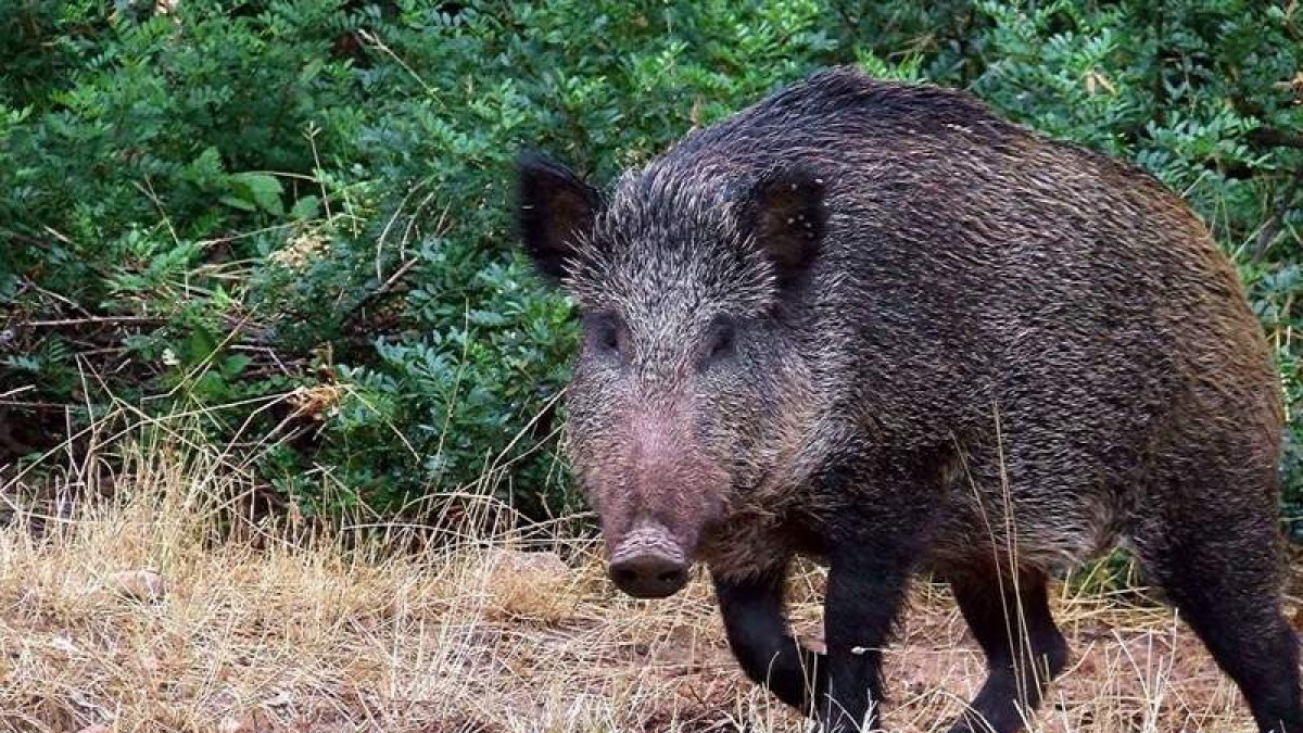El jabalí se ha convertido en la pieza con mayor presencia en la temporada de caza. DL