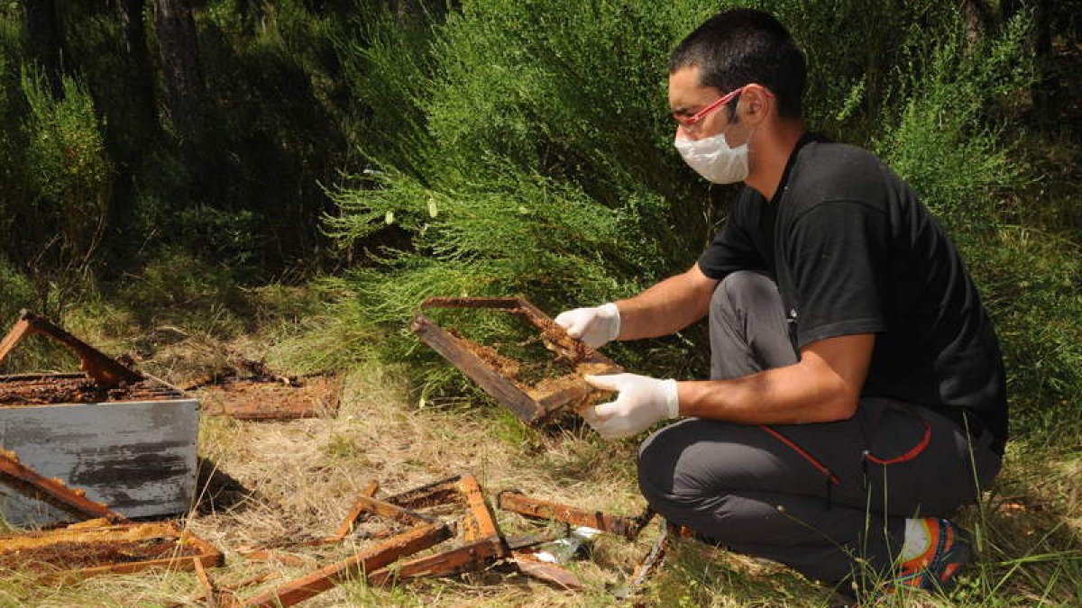 Los osos han destrozado varias colmenas para buscar miel.