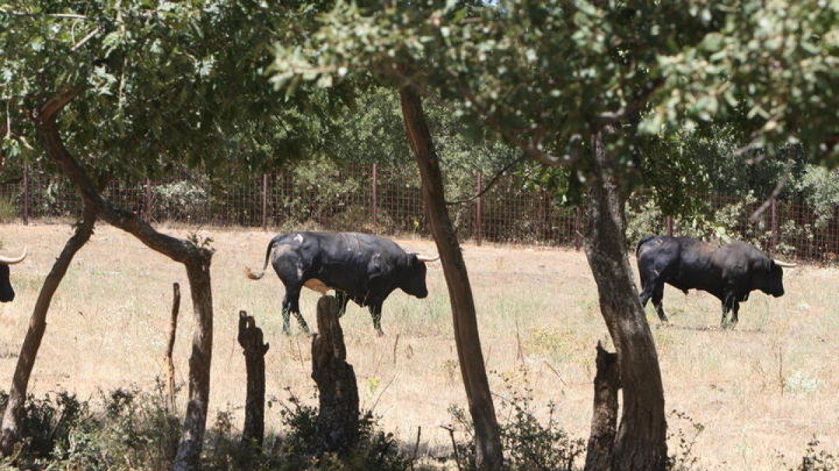 Dos reses en una ganadería de la provincia. NORBERTO