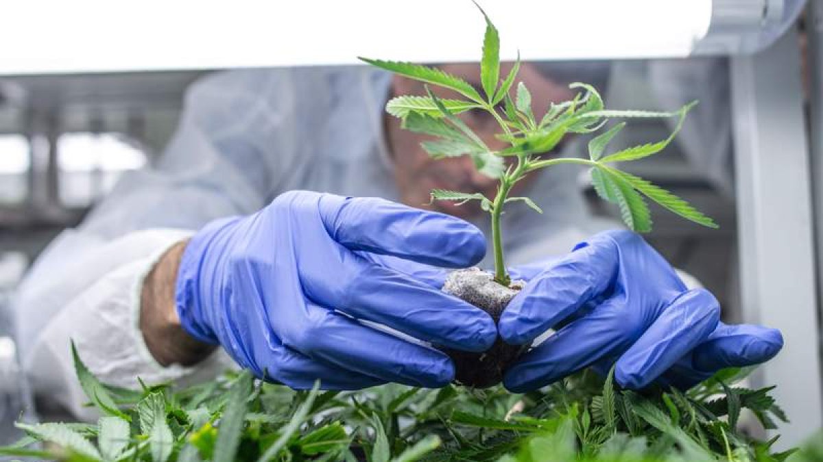 La planta del cannabis se utiliza con fines medicinales, sobre todo, para los efectos del cáncer. DL