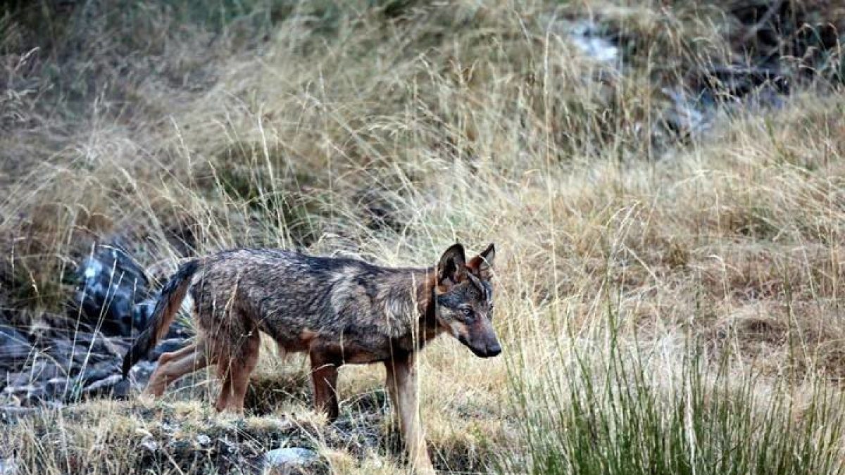 Un lobo en pleno monte. CANELA