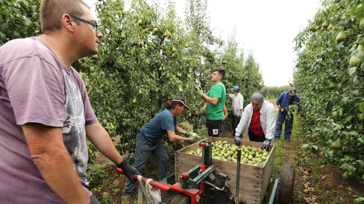 Fruticultores, ayer por la tarde recogiendo pera conferencia en Carracedelo. L. DE LA MATA
