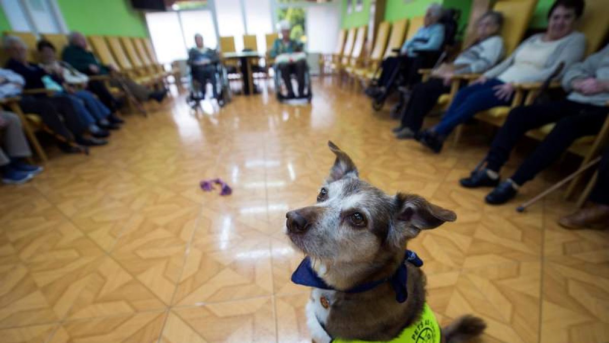 El perro Miko, durante la terapia con personas mayores, en el centro de día San Cipriano en Bezana, en Cantabria.