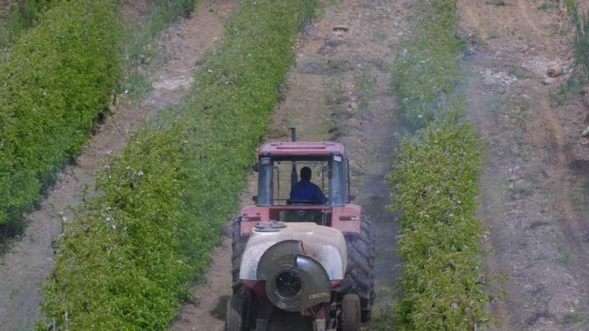 Un agricultor trabaja en una plantación de pera conferencia en el Bierzo.