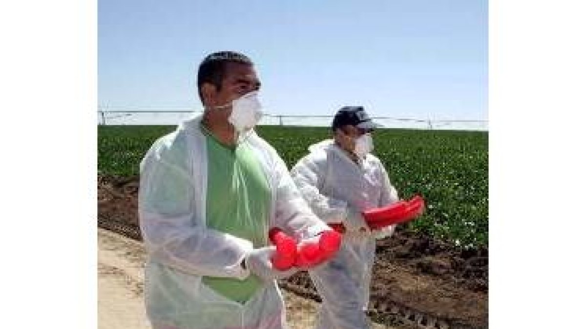 Dos operarios, con los tubos donde se introduce el veneno para los topillos