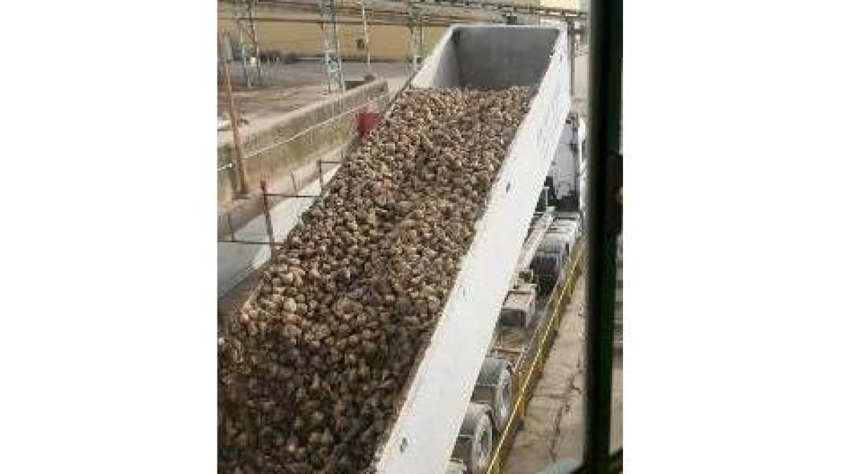 Un camión descarga remolacha ayer en la azucarera de La Bañeza