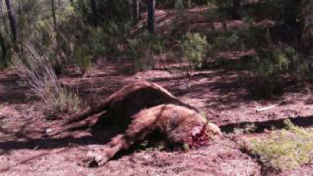 Imagen del bisonte alfa muerto, hallado el viernes en la Reserva de Valdeserrillas de València.