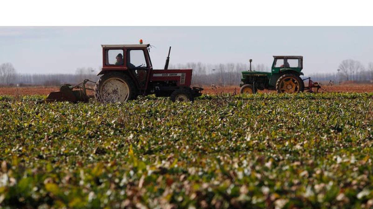 Trabajos en una explotación de remolacha en León. ramiro