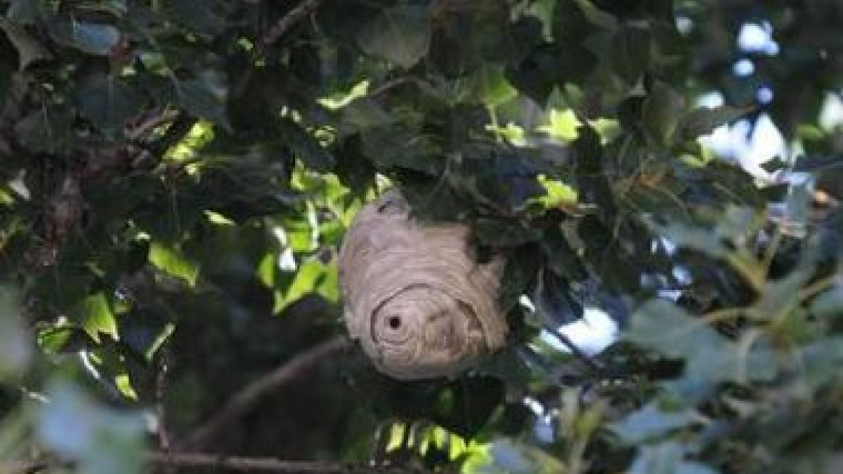 Avispero poco frecuente en León, en un parque; abajo, un nido de celdillas.