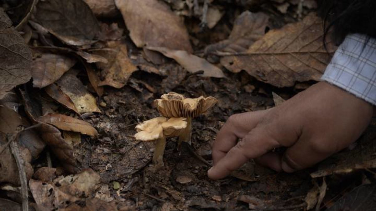 Imagen de un hombre recolectando setas en el bosque. CARLOS LÓPEZ